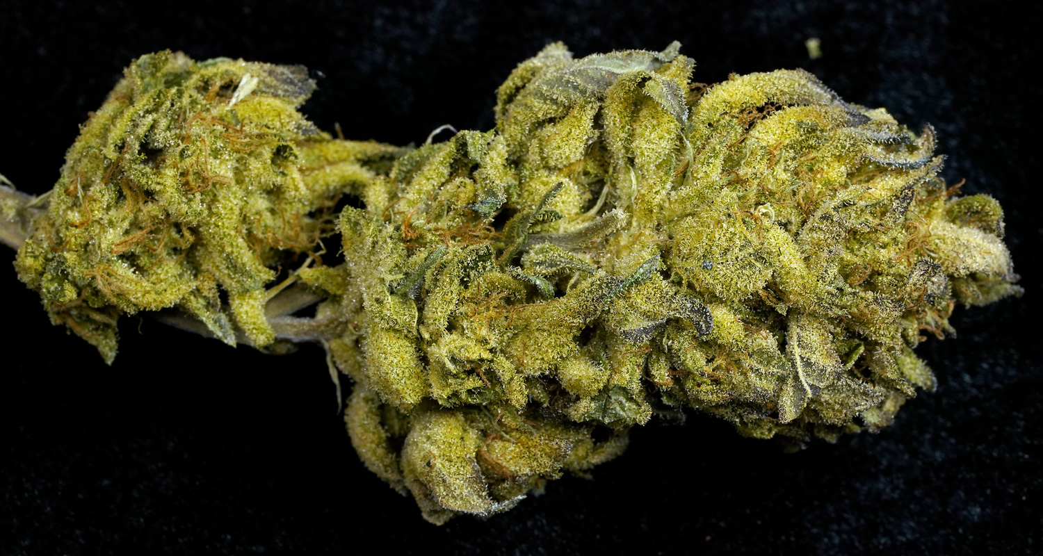 White Tahoe Cookies