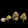 Purple Punch