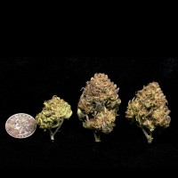 Purple Punch