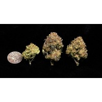 Purple Punch